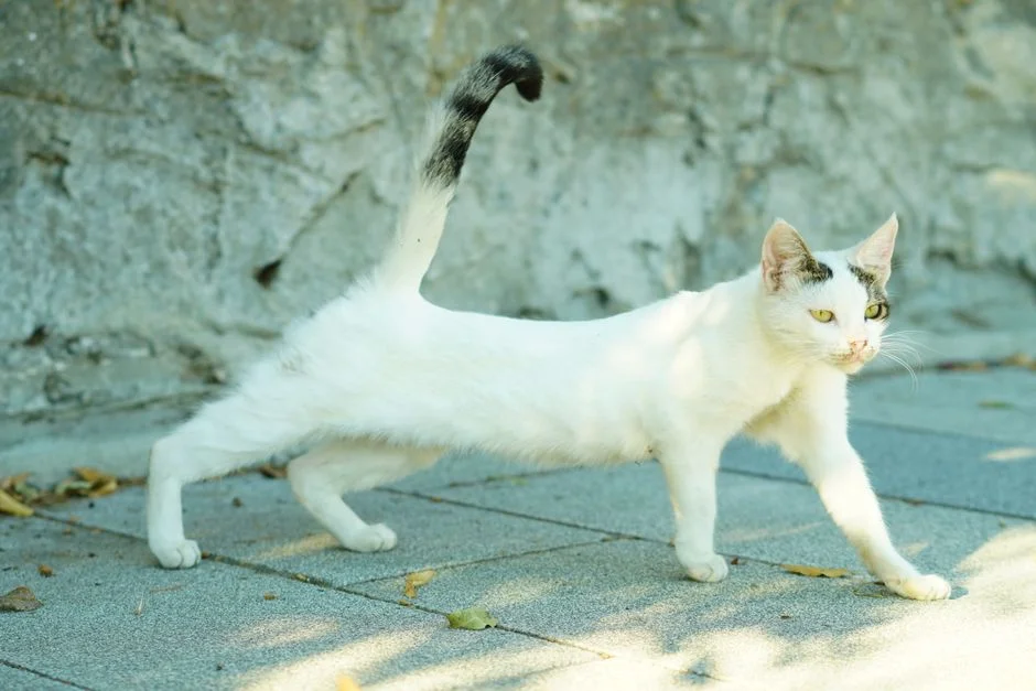 Cat with question mark tail shape showing affection