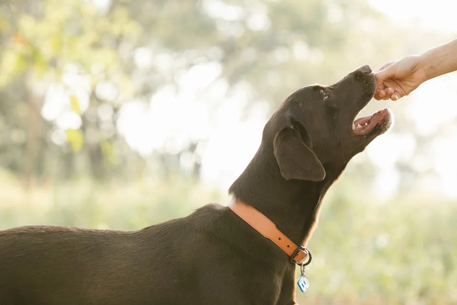 A dog looking at its owner with a treat nearby, illustrating the distinction between food motivation and genuine affection
