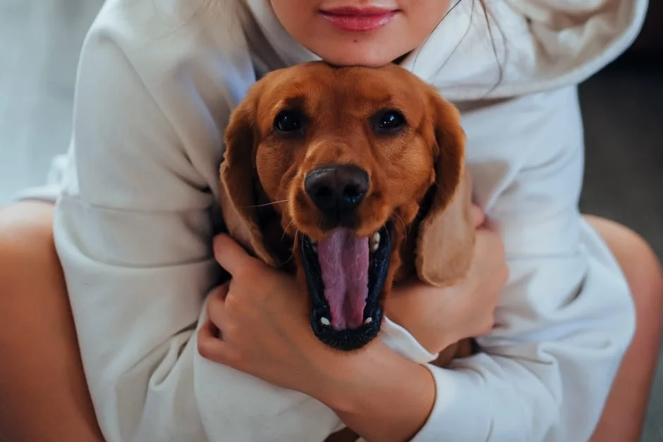 Dog making eye contact with owner as a sign of love